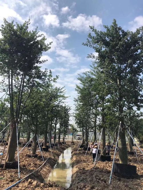 广州广大花木场陈大庆 1000多亩种植地,景观树市场的 领跑者