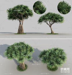 现代露兜树景观树3d模型