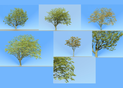 一棵动态景观枫树,红枫树叶子,动态日本红枫树,有GIF图