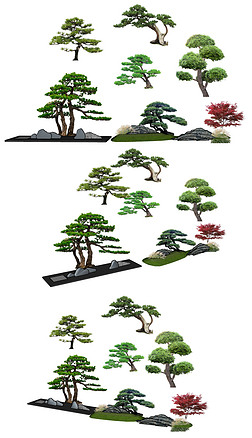 造型树图片大全-造型树背景图片