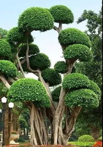 中式庭院常用景观树