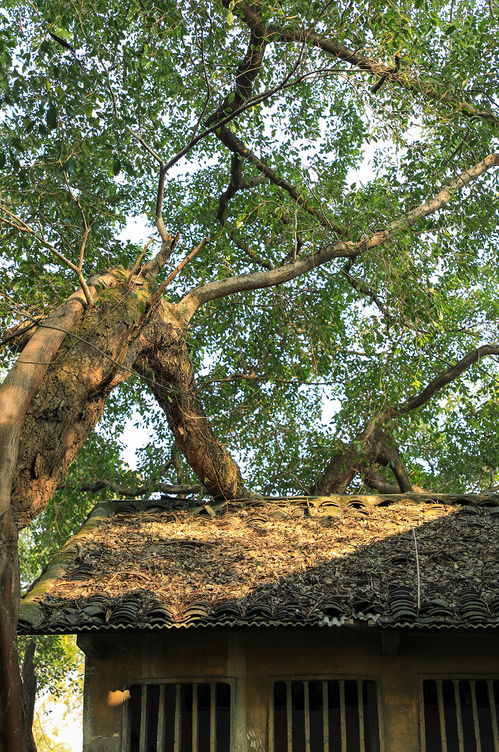 自然景观树木绿植花卉风光摄影图片 素材13
