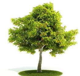 树木精美3D植物模型设计图下载 图片46.68MB 其他模型库 其他模型