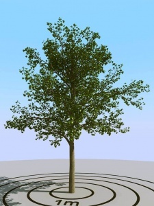 现代景观树矮树