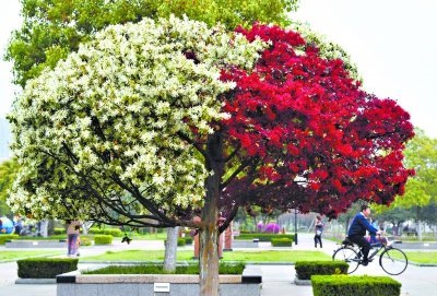 湖北新闻网 武汉一景观树红白两色花同时绽放(图)
