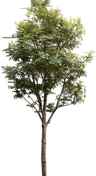 园林绿色景观树透明PNG格式下载 1736997