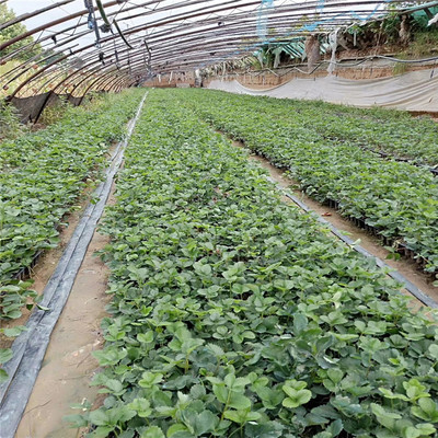 赤峰市草莓苗什么时候种植