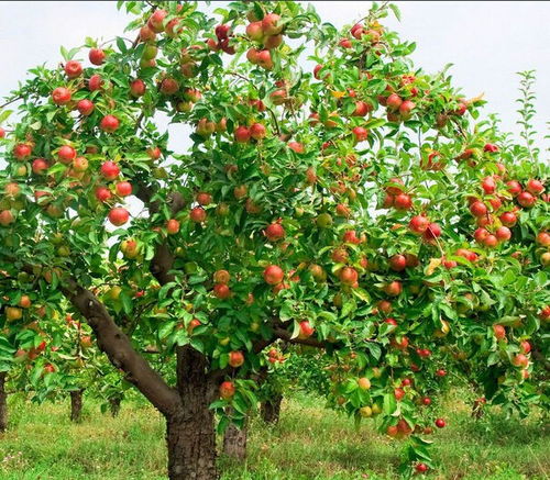 苹果树人工授粉采用什么果树的花粉好