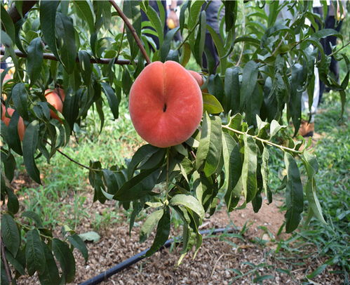 果树苗木批发基地 润丰苗木 合肥果树苗